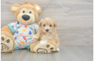 Funny Havapoo Poodle Mix Pup