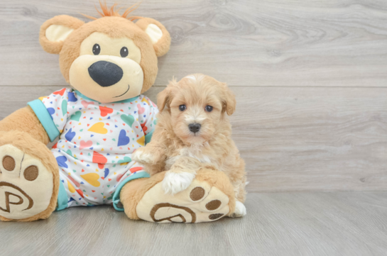 Funny Havapoo Poodle Mix Pup