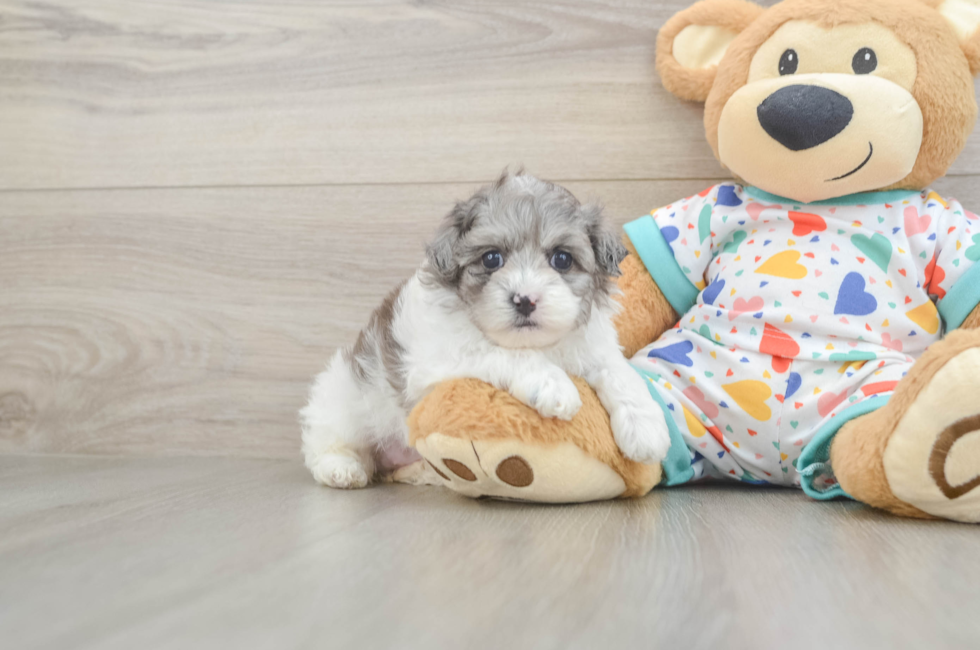 5 week old Havapoo Puppy For Sale - Pilesgrove Pups