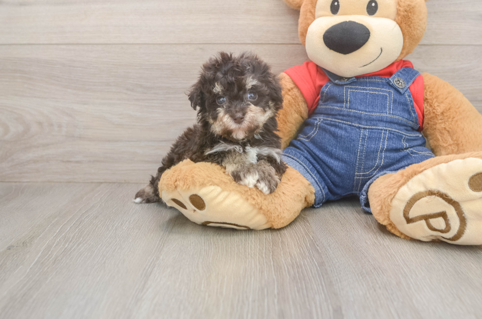 5 week old Havapoo Puppy For Sale - Pilesgrove Pups