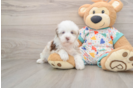 Petite Havapoo Poodle Mix Pup