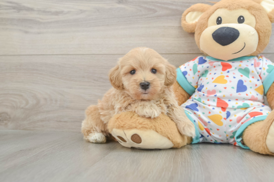 Energetic Havadoodle Poodle Mix Puppy