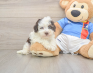 7 week old Havapoo Puppy For Sale - Pilesgrove Pups