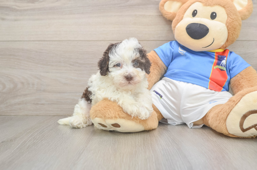 5 week old Havapoo Puppy For Sale - Pilesgrove Pups