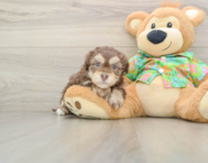 6 week old Havapoo Puppy For Sale - Pilesgrove Pups