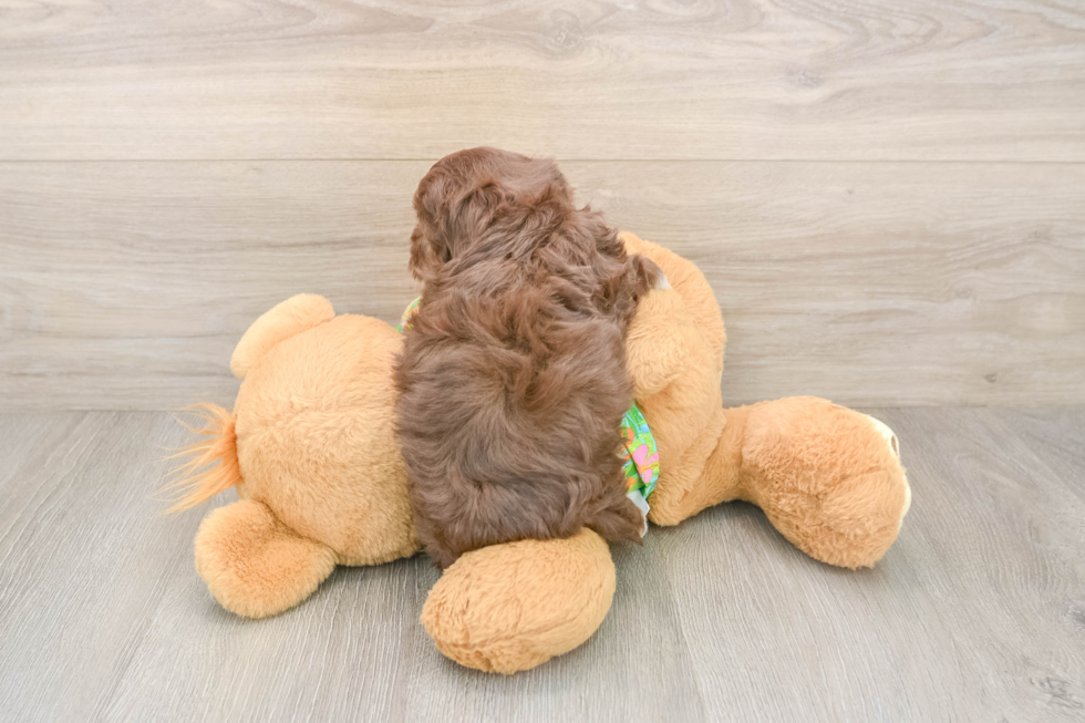 Small Havapoo Baby