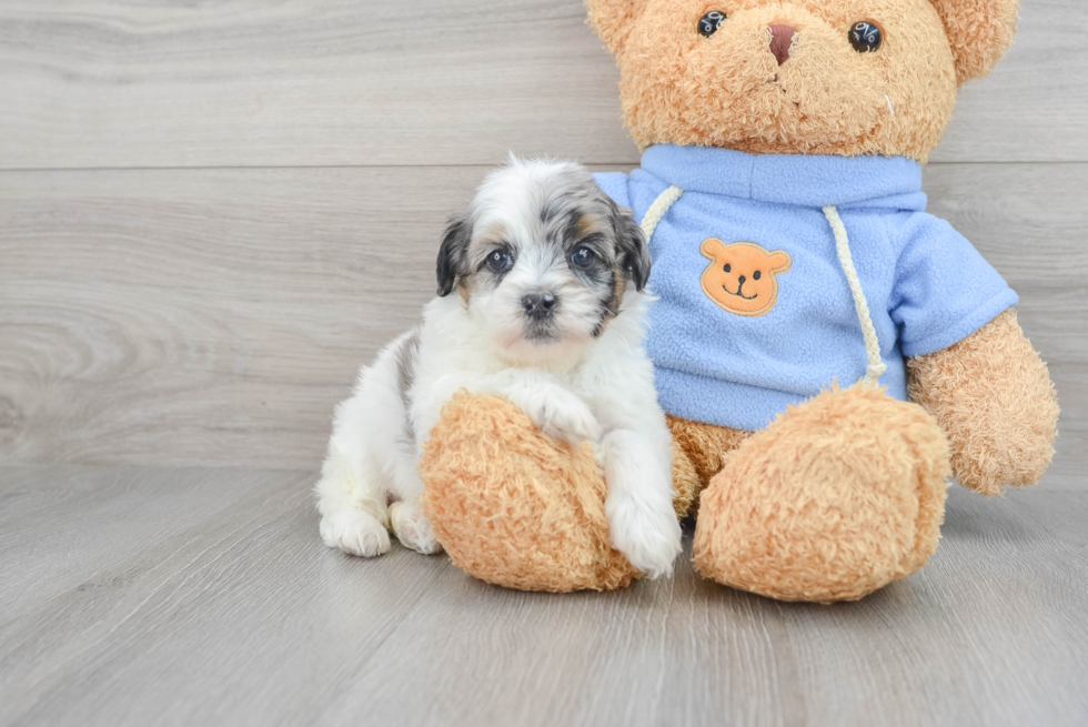 Funny Havapoo Poodle Mix Pup