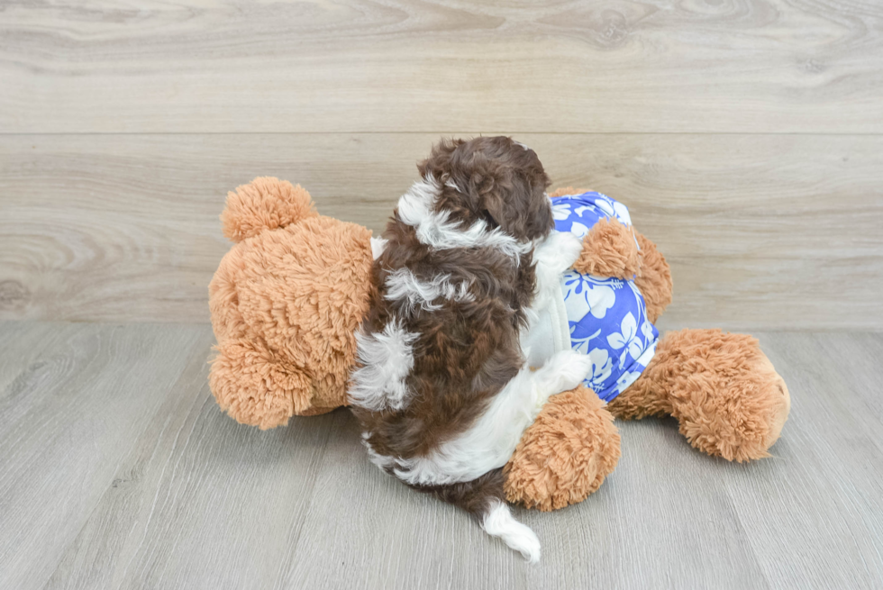 Little Havadoodle Poodle Mix Puppy