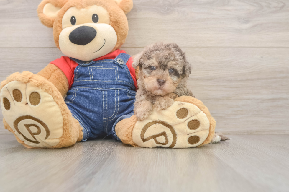 5 week old Havapoo Puppy For Sale - Pilesgrove Pups