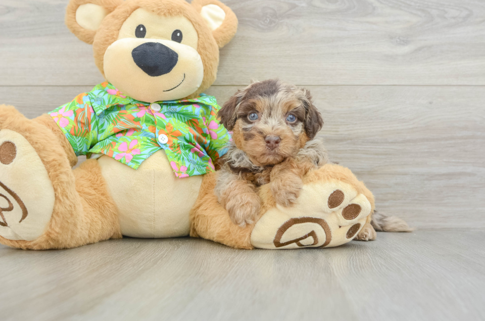 5 week old Havapoo Puppy For Sale - Pilesgrove Pups