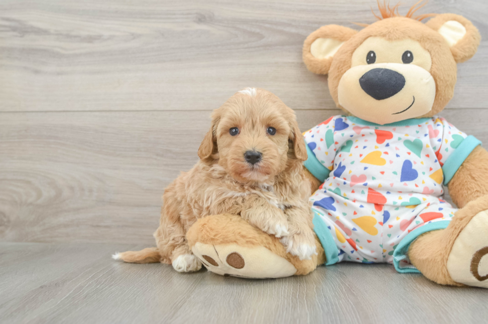 5 week old Havapoo Puppy For Sale - Pilesgrove Pups