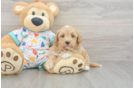 Havapoo Pup Being Cute