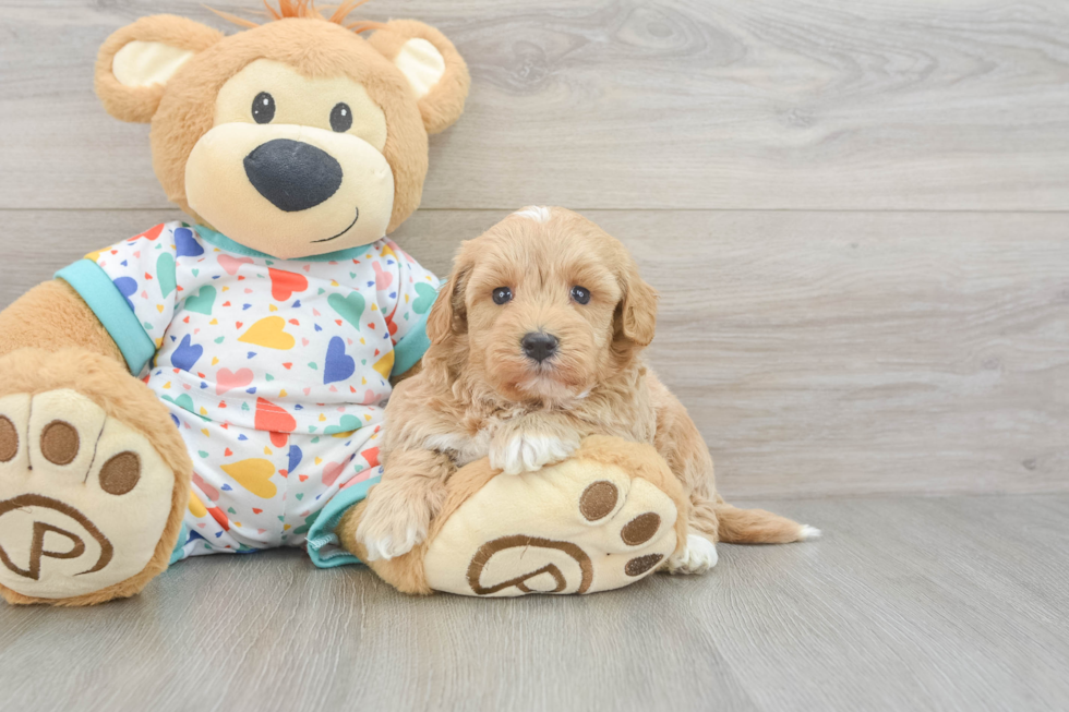 Havapoo Pup Being Cute