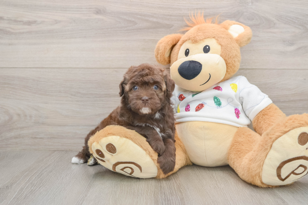 Sweet Havapoo Baby
