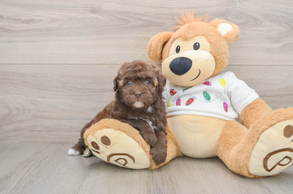 5 week old Havapoo Puppy For Sale - Pilesgrove Pups