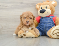 8 week old Havapoo Puppy For Sale - Pilesgrove Pups