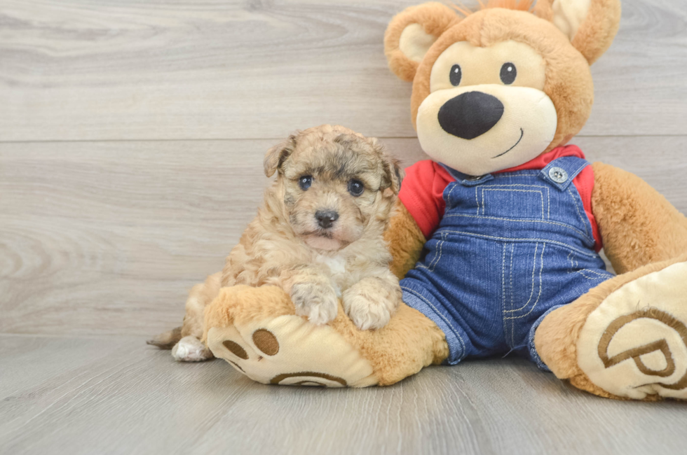 6 week old Havapoo Puppy For Sale - Pilesgrove Pups
