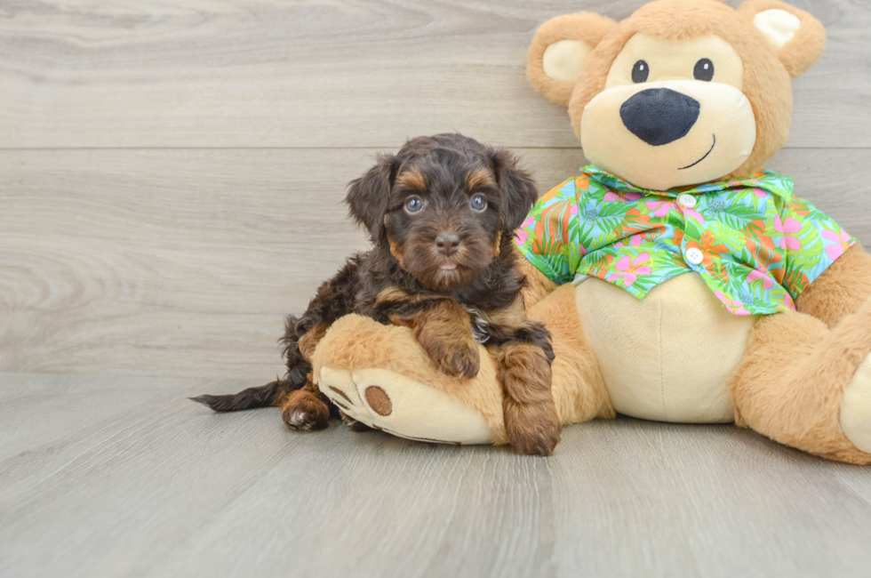 5 week old Havapoo Puppy For Sale - Pilesgrove Pups