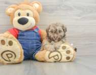 8 week old Havapoo Puppy For Sale - Pilesgrove Pups