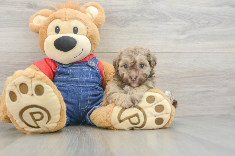 6 week old Havapoo Puppy For Sale - Pilesgrove Pups