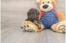 Havapoo Puppy for Adoption