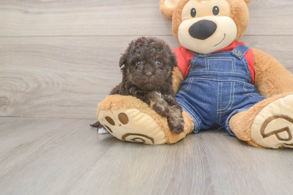Havapoo Puppy for Adoption