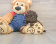 7 week old Havapoo Puppy For Sale - Pilesgrove Pups