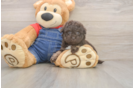 Havapoo Puppy for Adoption