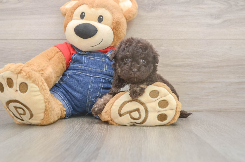 5 week old Havapoo Puppy For Sale - Pilesgrove Pups