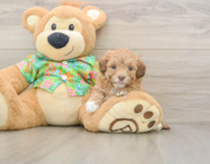 7 week old Havapoo Puppy For Sale - Pilesgrove Pups