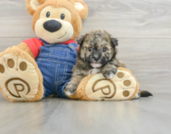 8 week old Havapoo Puppy For Sale - Pilesgrove Pups