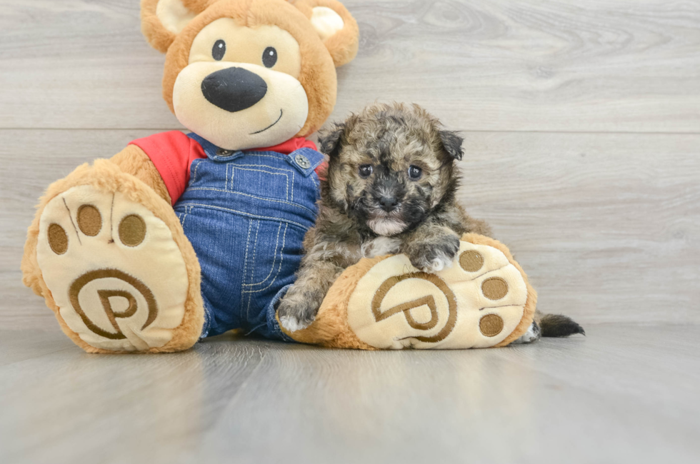 5 week old Havapoo Puppy For Sale - Pilesgrove Pups