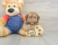 8 week old Havapoo Puppy For Sale - Pilesgrove Pups