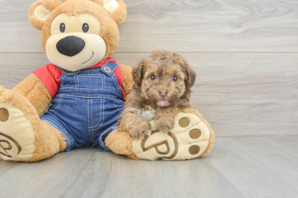 6 week old Havapoo Puppy For Sale - Pilesgrove Pups