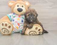 8 week old Havapoo Puppy For Sale - Pilesgrove Pups