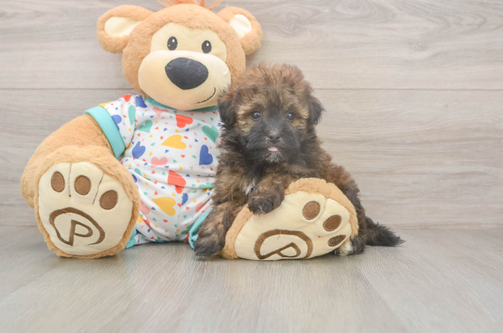 5 week old Havapoo Puppy For Sale - Pilesgrove Pups