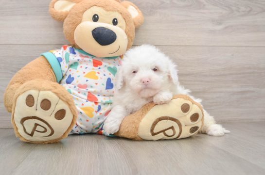 Havapoo Puppy for Adoption