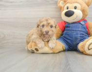 8 week old Havapoo Puppy For Sale - Pilesgrove Pups