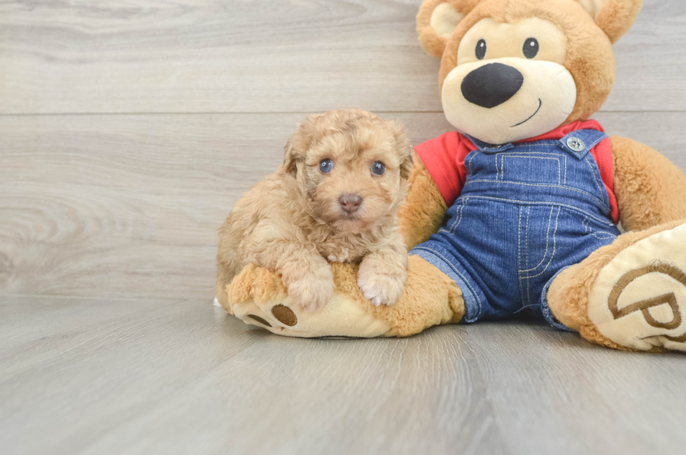 6 week old Havapoo Puppy For Sale - Pilesgrove Pups