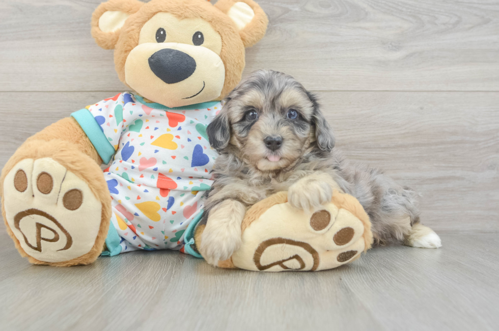 6 week old Havapoo Puppy For Sale - Pilesgrove Pups