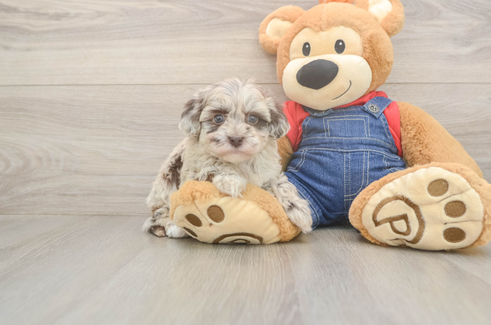 5 week old Havapoo Puppy For Sale - Pilesgrove Pups