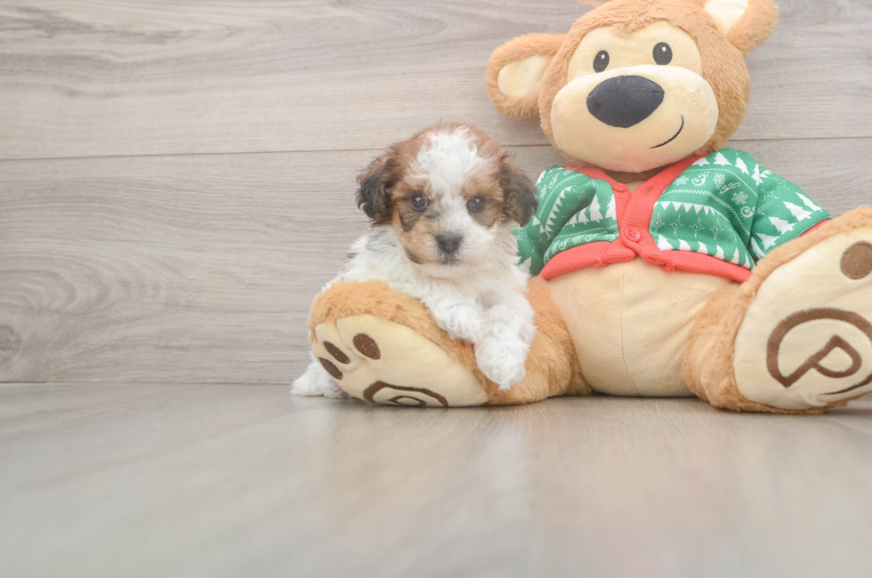 5 week old Havapoo Puppy For Sale - Pilesgrove Pups