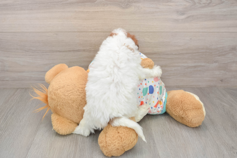 Havapoo Puppy for Adoption