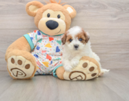 8 week old Havapoo Puppy For Sale - Pilesgrove Pups