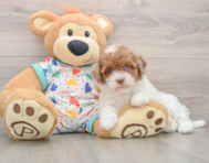 8 week old Havapoo Puppy For Sale - Pilesgrove Pups