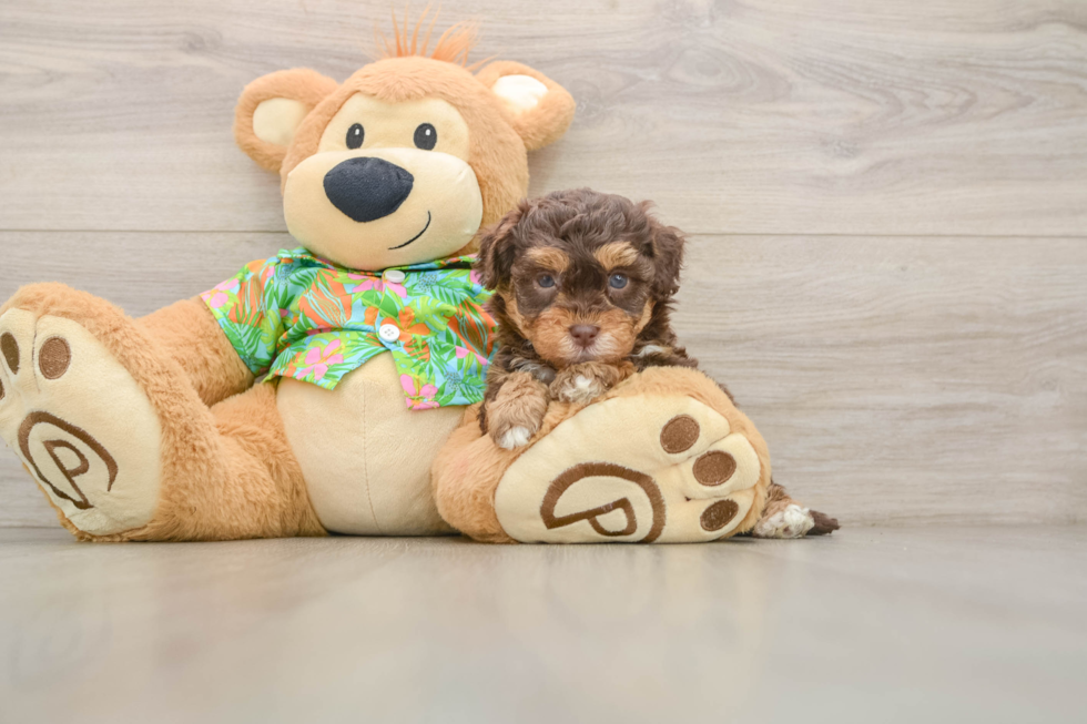 Funny Havapoo Poodle Mix Pup