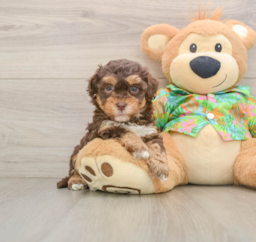 6 week old Havapoo Puppy For Sale - Pilesgrove Pups