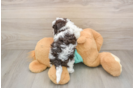 Funny Havapoo Poodle Mix Pup