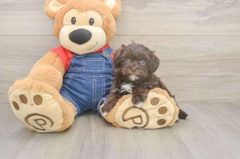 5 week old Havapoo Puppy For Sale - Pilesgrove Pups
