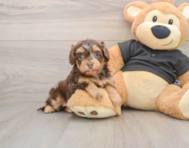 7 week old Havapoo Puppy For Sale - Pilesgrove Pups